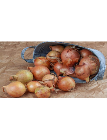 copy of Czerwona cebula  1 kg